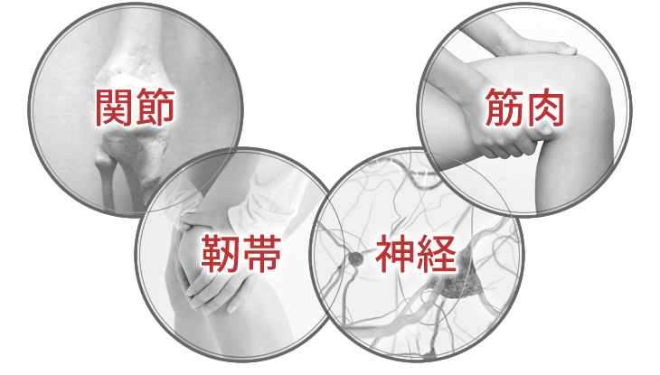 関節・靭帯・神経・筋肉